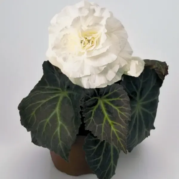 Begonia tuberosa Mocca White Improved.webp