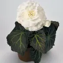 Begonia tuberosa Mocca White Improved.webp