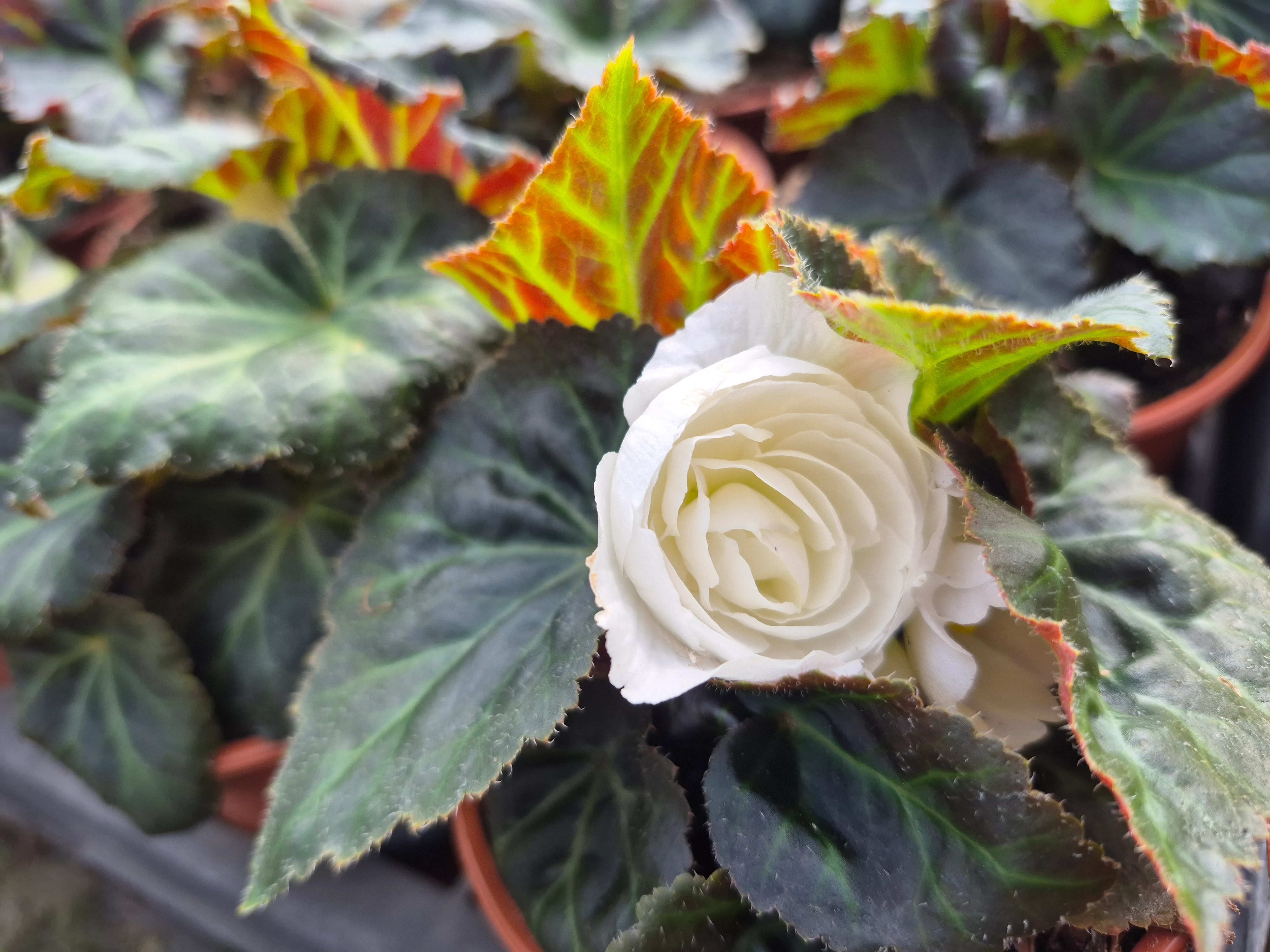 begonia tub mocca white improved (3).webp