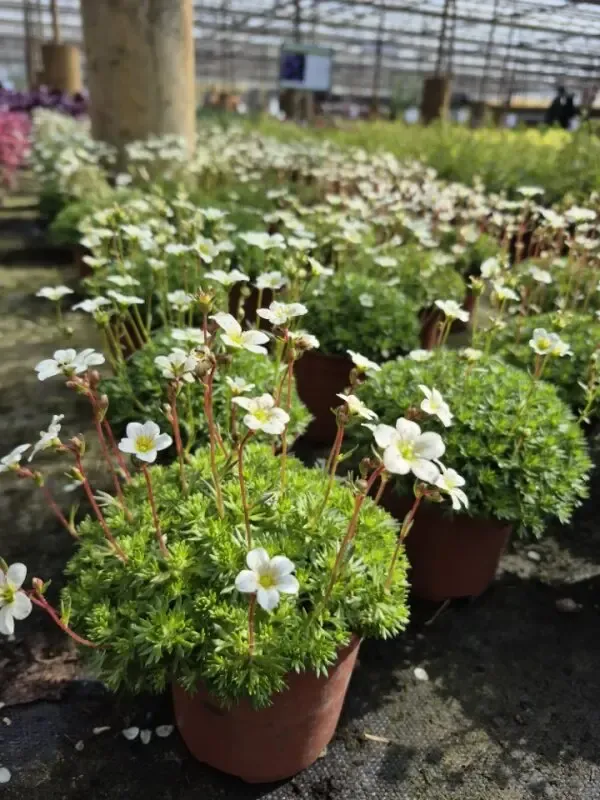 saxifraga hypnoides alba2.webp