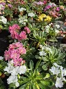 lewisia3.webp
