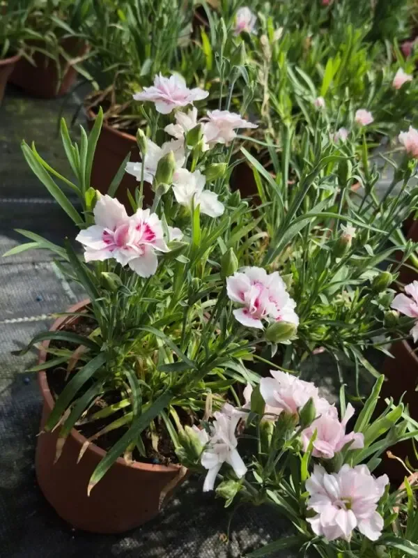 dianthus hybrida dinamic purple withe.webp