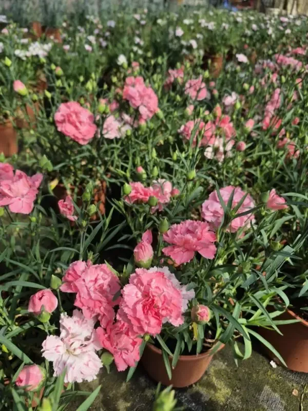 dianthus hybrida dinamic peachy pink.webp
