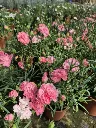 dianthus hybrida dinamic peachy pink.webp