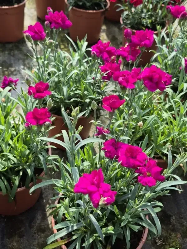 dianthus hybrida dinamic violet.webp