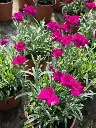 dianthus hybrida dinamic violet.webp