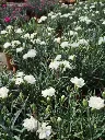 dianthus hybrida dinamic white3.webp