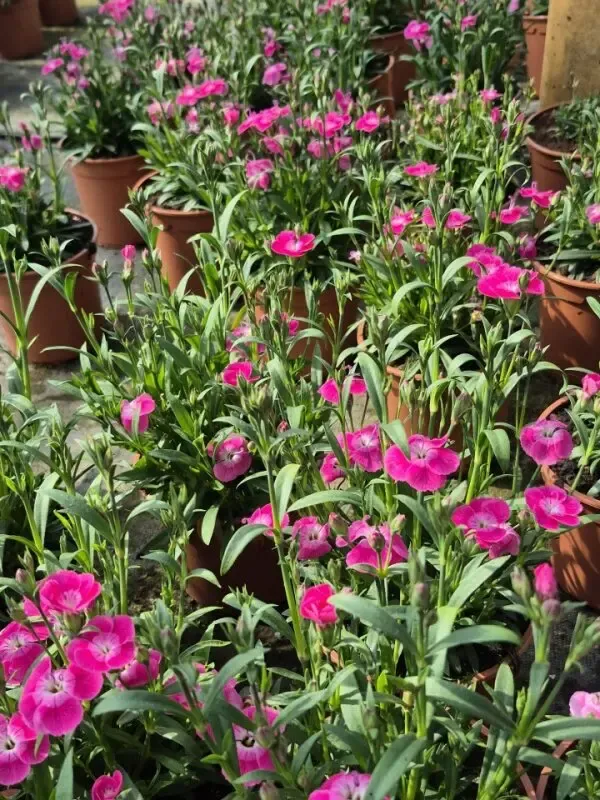 dianthus hybrida solo conte1.webp