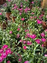 dianthus hybrida solo conte1.webp