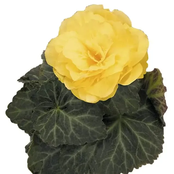 Begonia tuberosa Mocca Yellow.webp