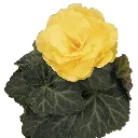 Begonia tuberosa Mocca Yellow.webp