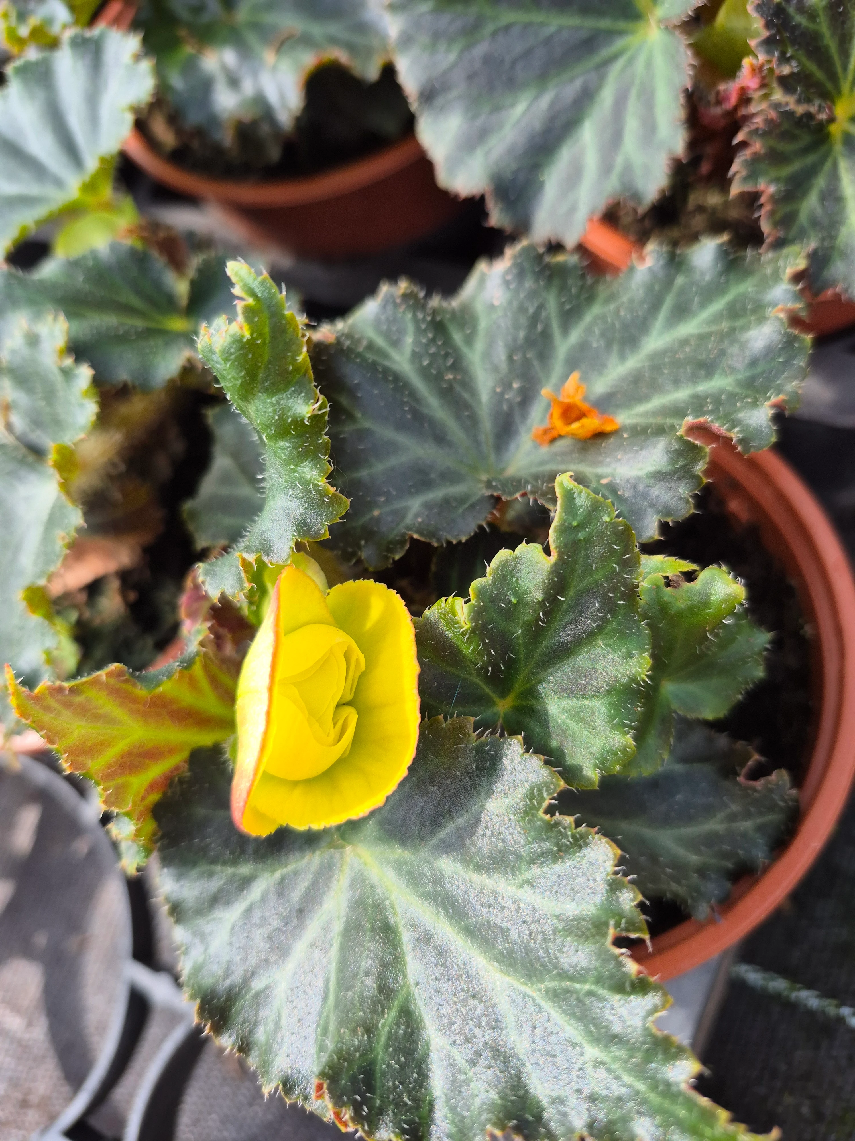 begonia tub mocca yellow.webp