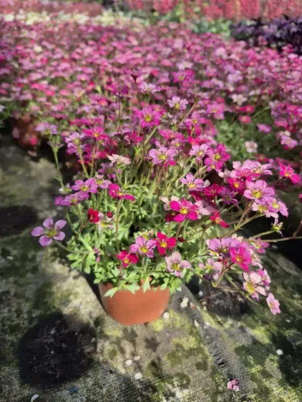 saxifraga hub alpino deep rose2.webp