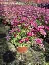 saxifraga hub alpino deep rose2.webp