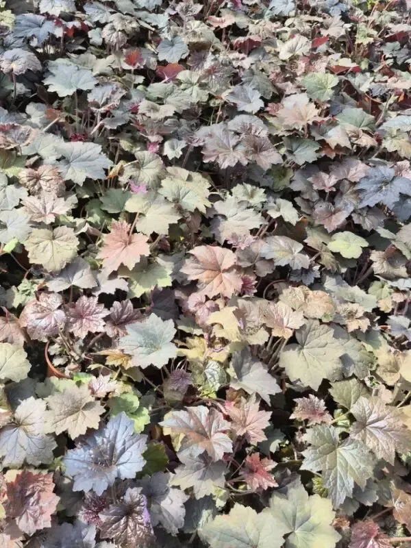 heuchera micrantha palace purple1.webp