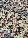 heuchera micrantha palace purple1.webp