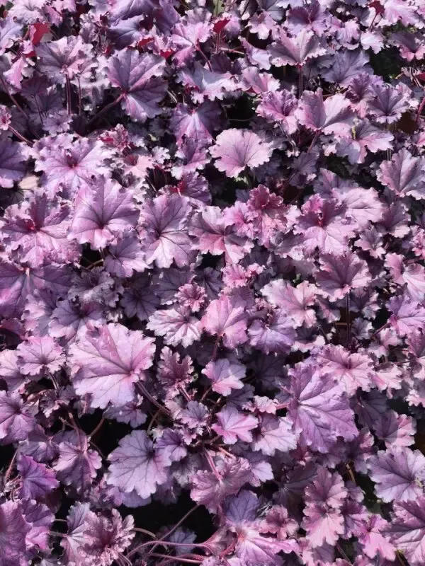 heuchera Hyb forever purple2.webp