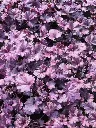 heuchera Hyb forever purple2.webp