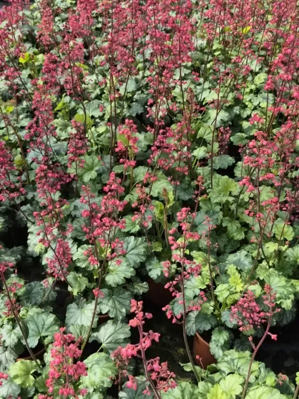 heuchera Hyb Paris2.webp