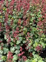 heuchera Hyb Paris2.webp