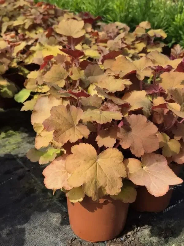 heuchera caramel2.webp