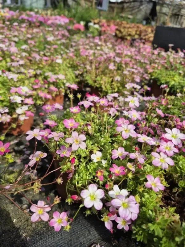 saxifraga arendsii lofty pink shades1.webp