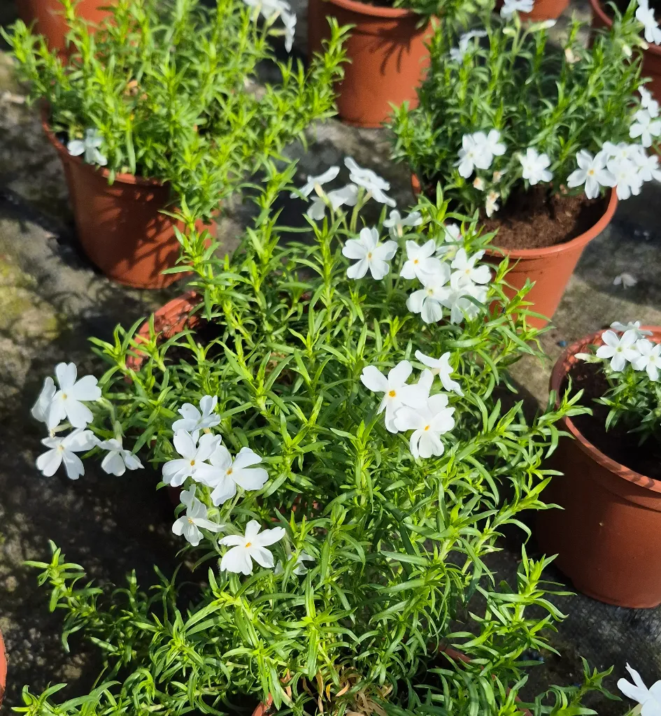 Phlox subulata white delight.webp