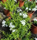 Phlox subulata white delight.webp