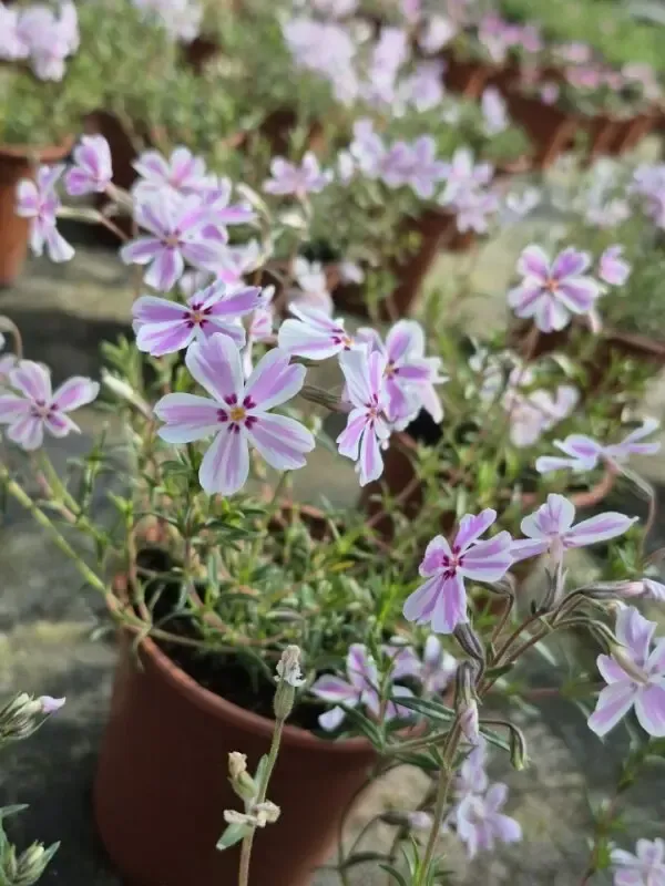 Phlox subulata candy stripes2.webp