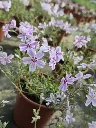 Phlox subulata candy stripes2.webp