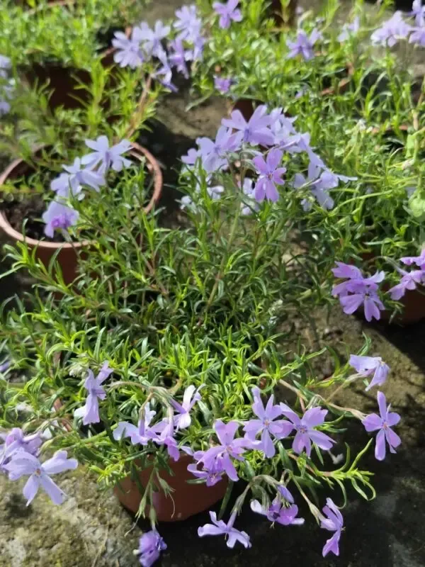 Phlox subulata emerald cushion.webp