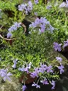Phlox subulata emerald cushion.webp