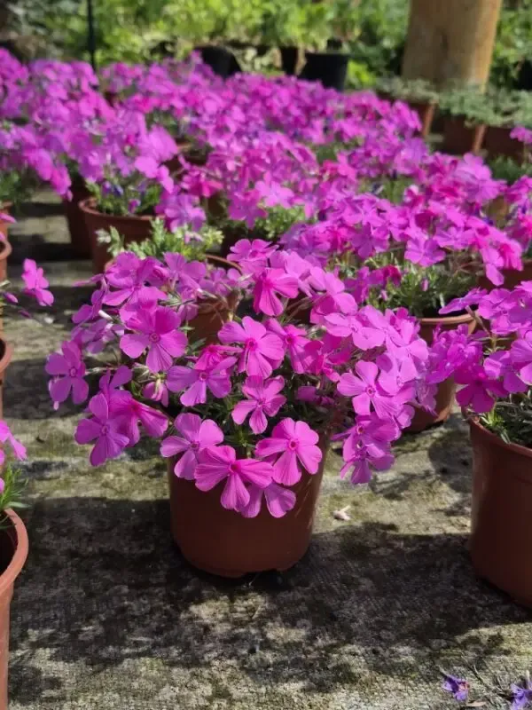 Phlox subulata McDaniels cushion2.webp