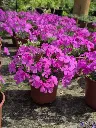 Phlox subulata McDaniels cushion2.webp