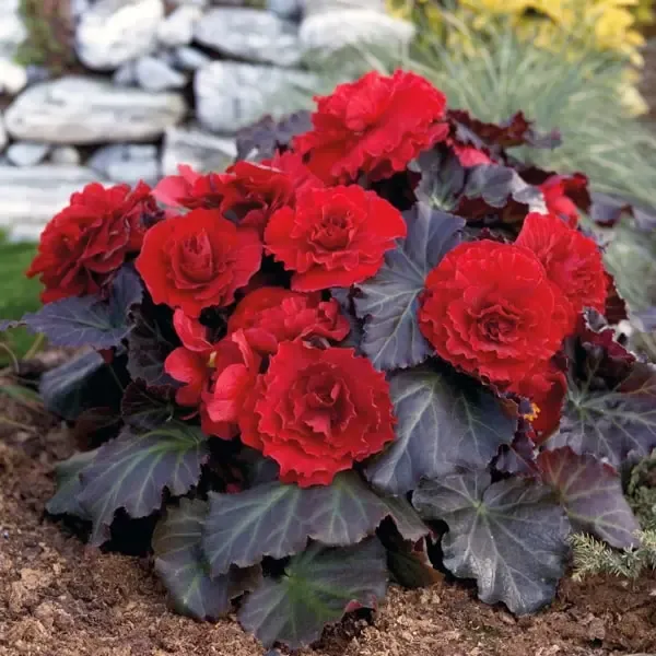 Begonia tuberosa Mocca Deep Red.webp