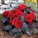 Begonia tuberosa Mocca Deep Red.webp