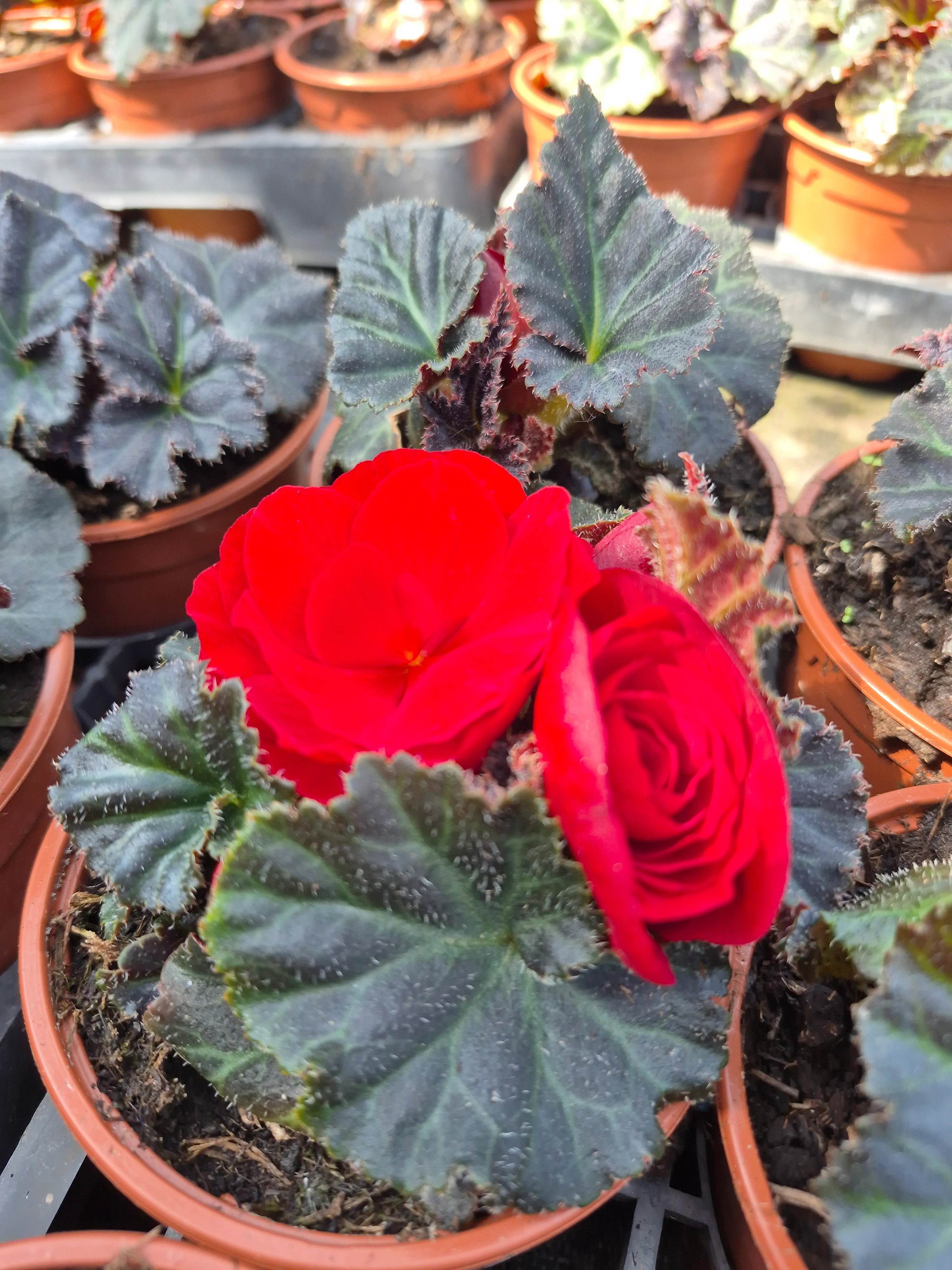 begonia tuberosa mocca deep red.webp