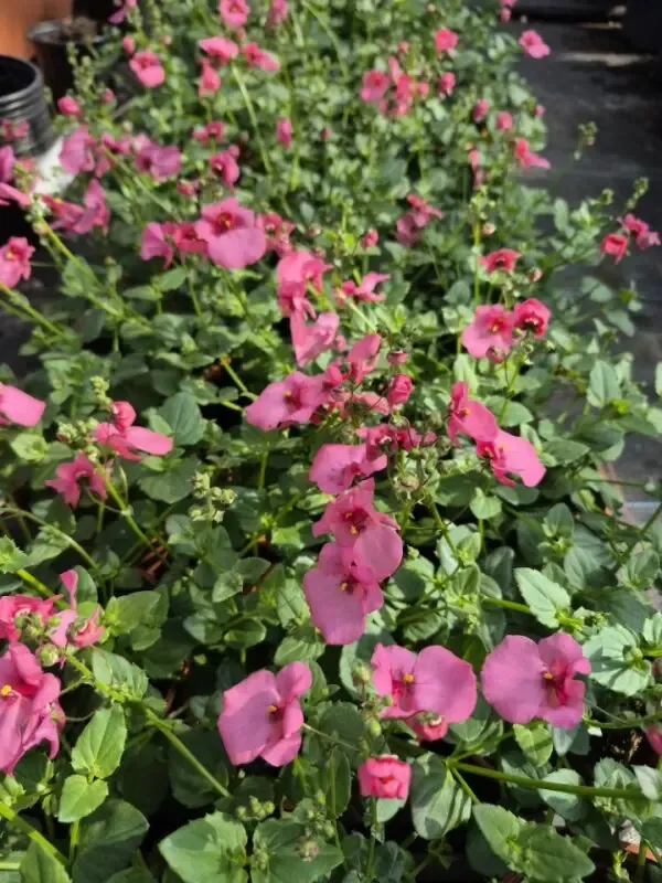 dascia barberae breezee plus pink.webp