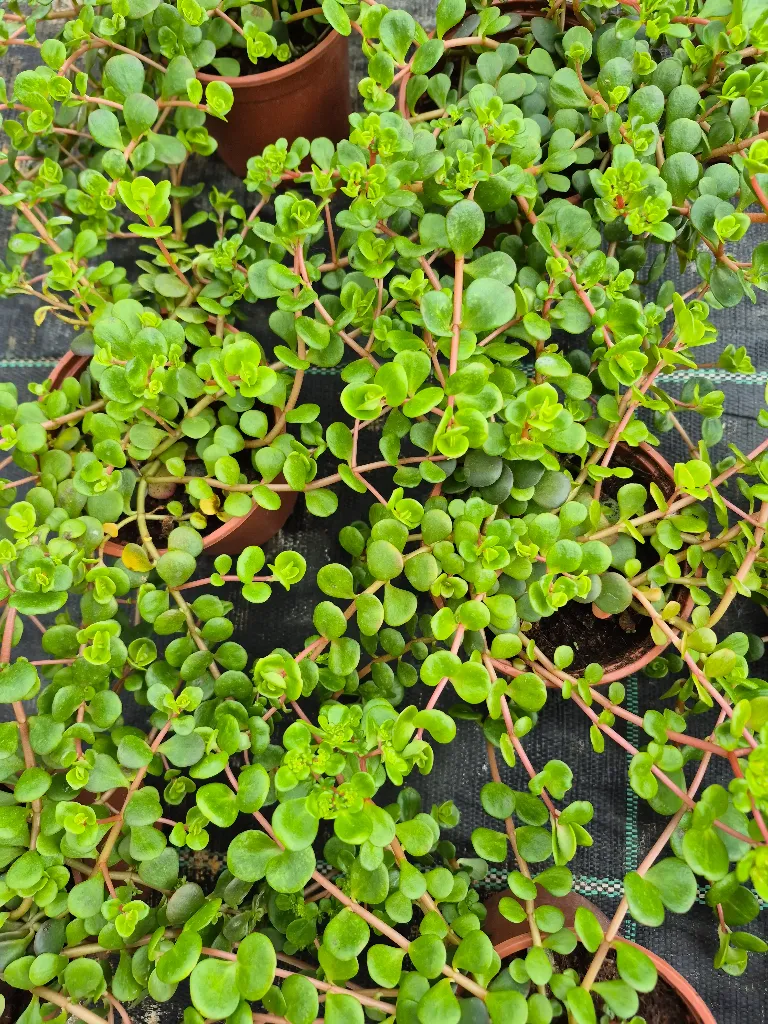 Sedum hybrida Majestic Kiss.webp