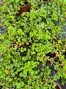 Sedum hybrida Majestic Kiss.webp