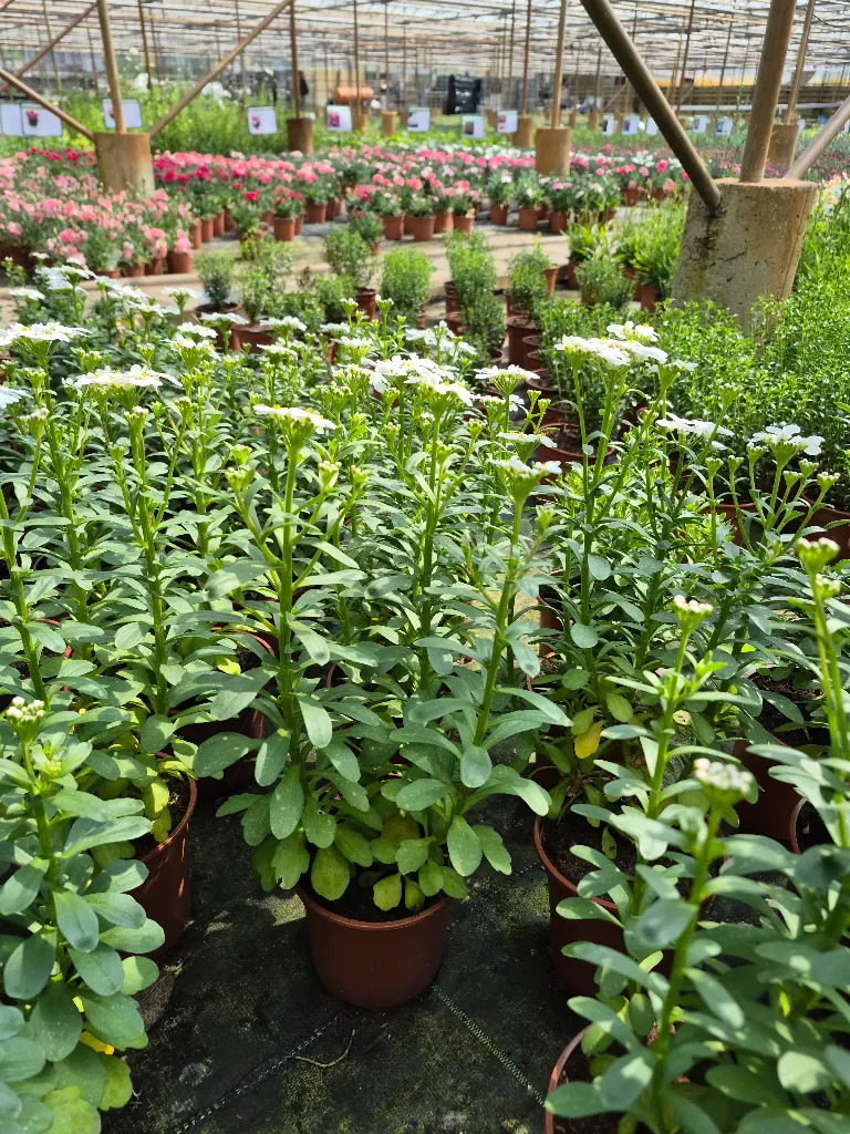 Iberis sempervirens Masterpiece White (2).webp