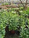 Iberis sempervirens Masterpiece White (2).webp