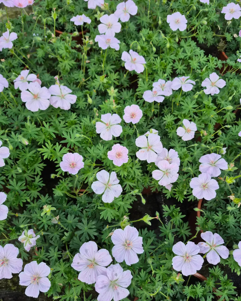 Geranium sanguineum Frivolius Pink 2.webp