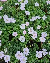 Geranium sanguineum Frivolius Pink 2.webp