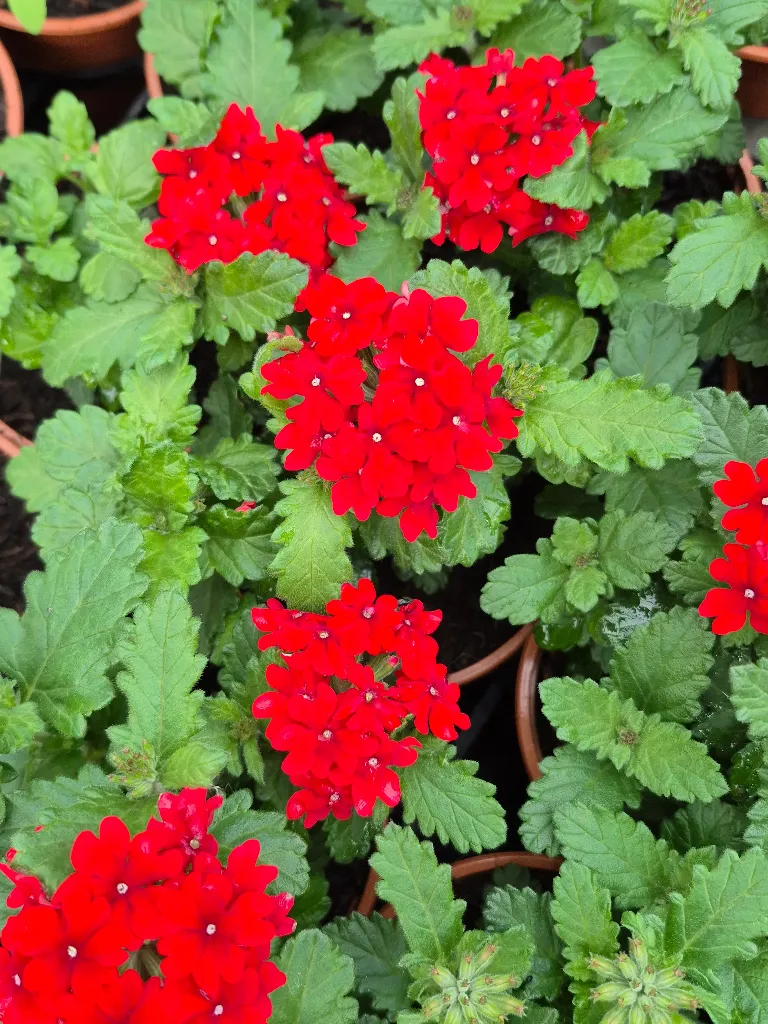 verbena virgo compact hot red.webp