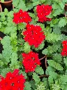 verbena virgo compact hot red.webp
