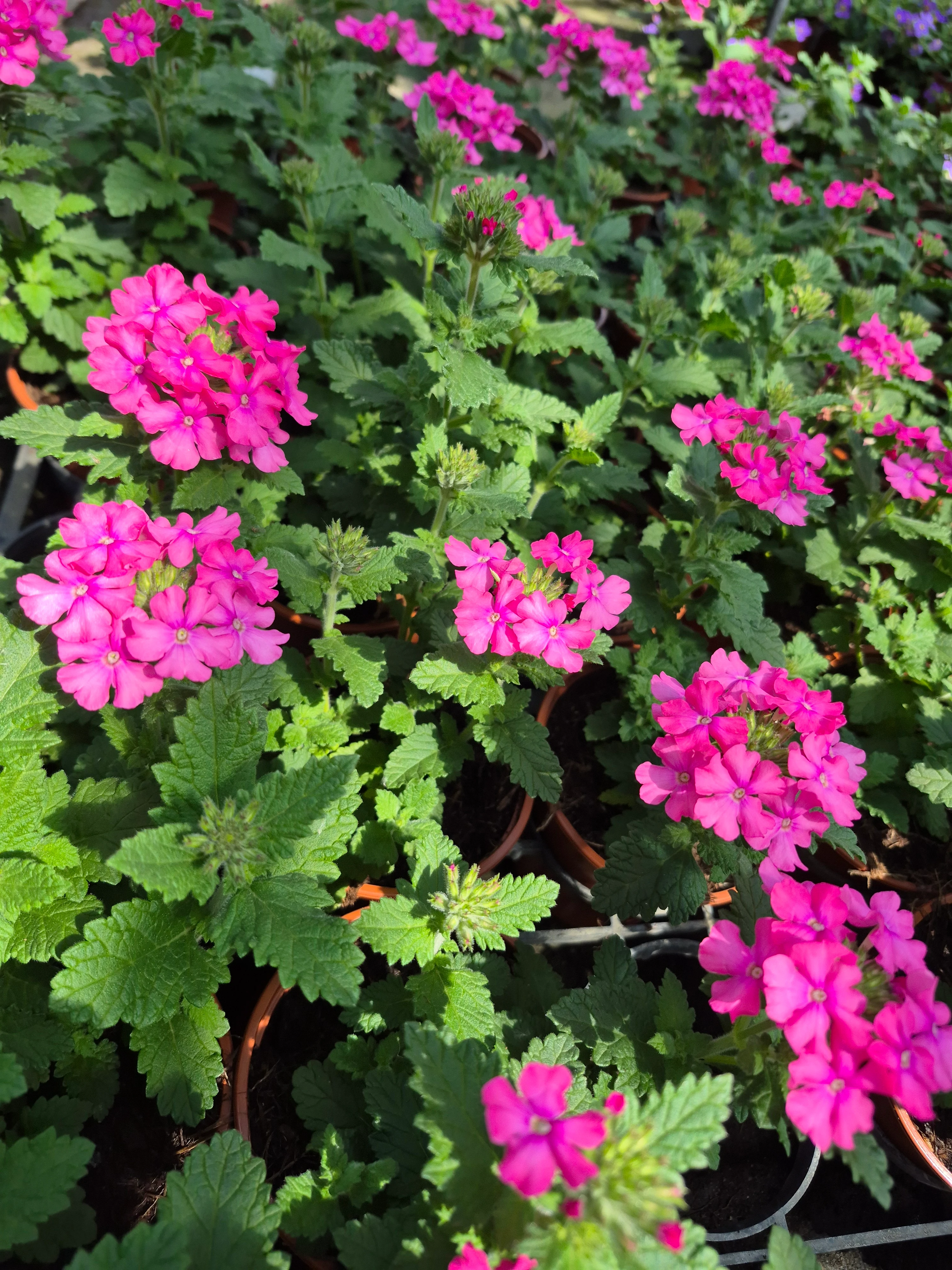 verbena virgo compact deep pink.webp