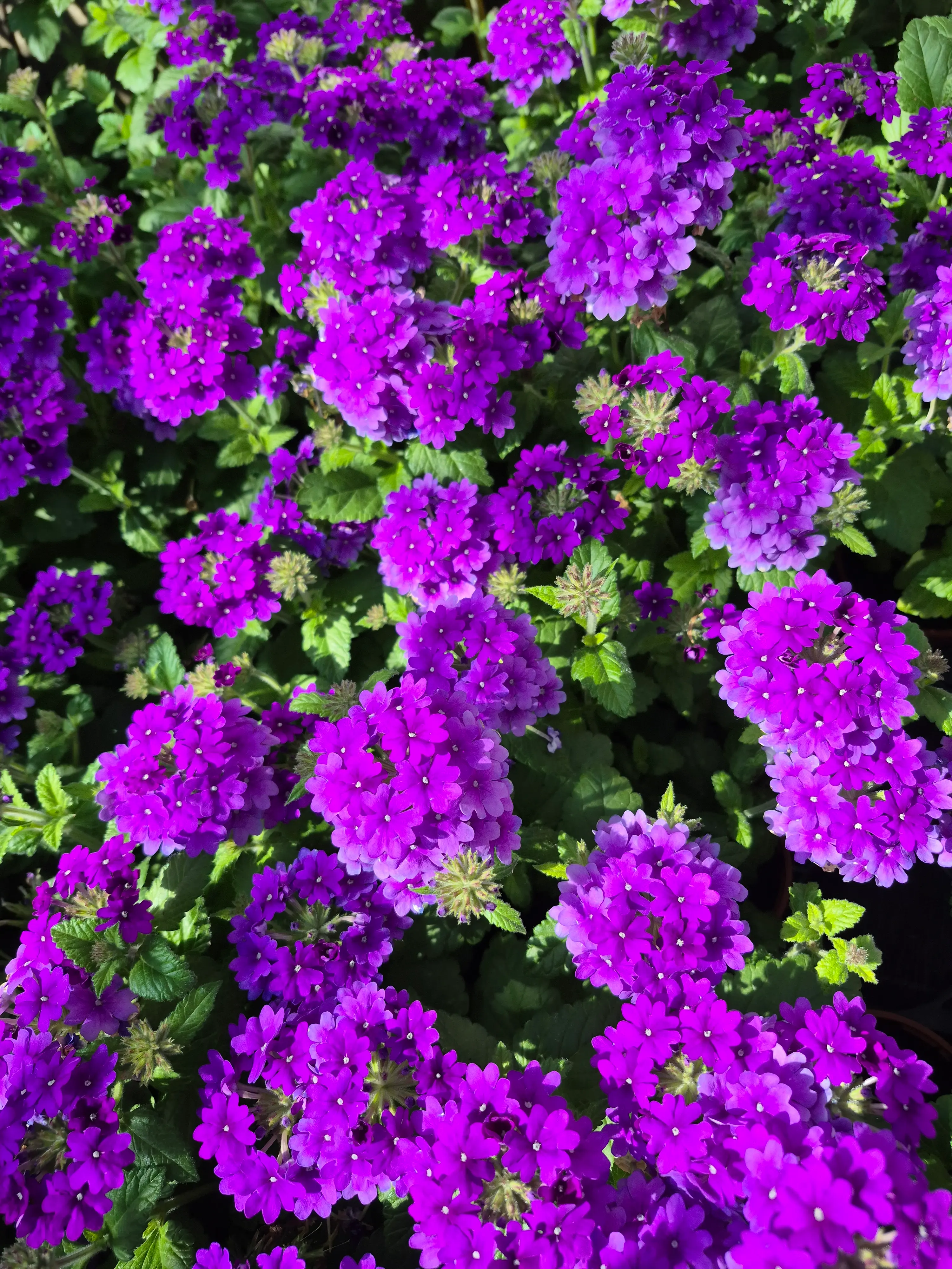 verbena hyb virgo purple blue.webp