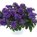 Verbena hybrida Virgo Purple Blue.webp