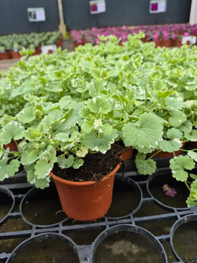 nepeta hederacea variegated (2).webp